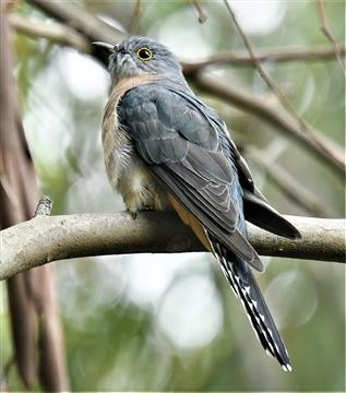 Fan-tailed-Cuckoo-13-02-2021-LT1_7359 (2)