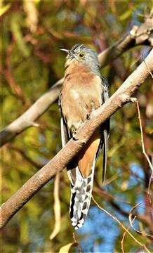 Fan-tailed-Cuckoo-14-03-2021 (2)