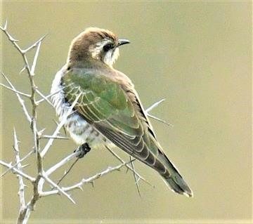 Horsfield's-Bronze-Cuckoo-07-10-2019-LT1_2254 (3)