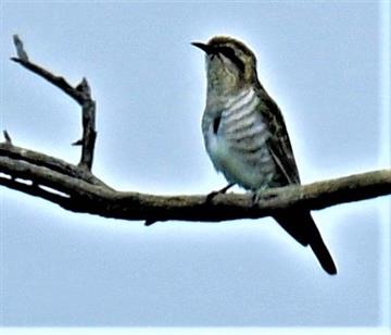 Horsfield's-Bronze-Cuckoo-20-10-2020-LT1_6193 (3)