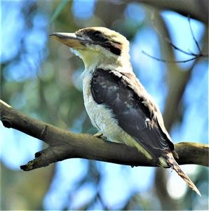 Laughing-Kookaburra-(Juv)-04-02-2021-Foster-LT1-7257 (2)