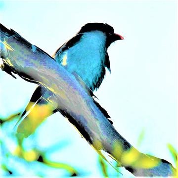 Dollarbird-01-10-2019-Eagleby-Wetlands Brisbane-LT1_1861 (5)