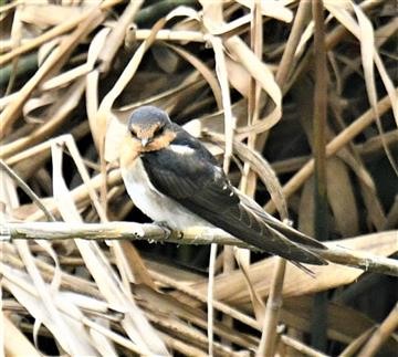 Welcome-Swallow-06-11-2020-LT1_6445 (2)