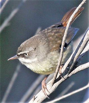 White-browed-SCrubwren-30-05-2016 (3)