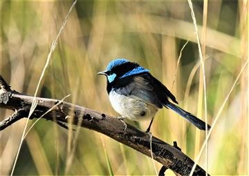 Superb-Fairy-wren-05-05-2021-LT1_8341 (2)