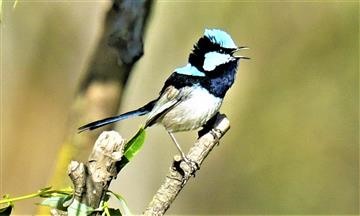 Superb-Fairy-wren-02-12-2020-LT1_6751 (3)