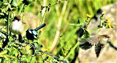 Super-Fairy-wren-26-05-2020-LT1_4819 (3)