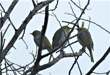 White-plumed-Honeyeater-29-03-2021_LT1_7725 (2)