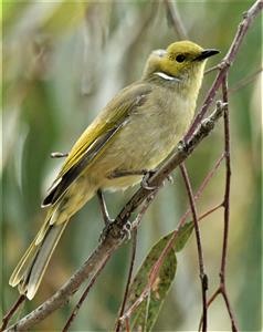 White-plumed-Honeyeater-22-02-2021-LT17435 (2)