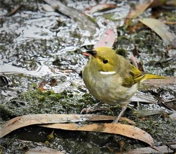 White-plumed-Honeyeater-18-01-2021-LT1_7072 (2)