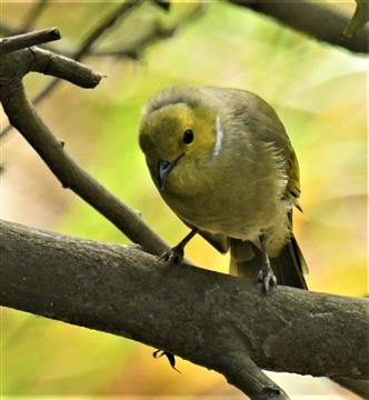 White-plumed-Honeyeater-22-02-2021-LT1_7434 (2)