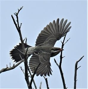 Spiny-cheeked-Honeyeater-22-06-2020-LT1_5023 (2)