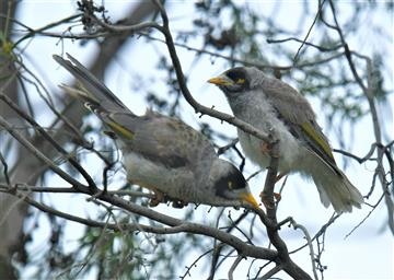 Noisy-Miner-13-02-2021-LT1_7380 (2)