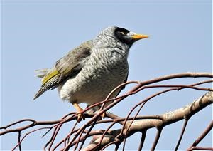 Noisy-Miner-20-07-2020-LT1_5245 (2)