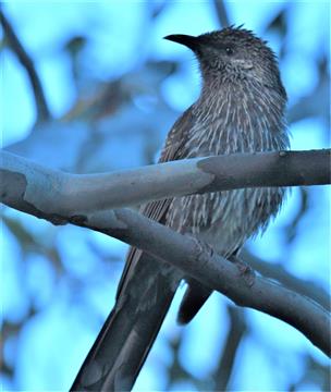 Little-Wattlebird-16-11-2019-LT1_2892 (3)