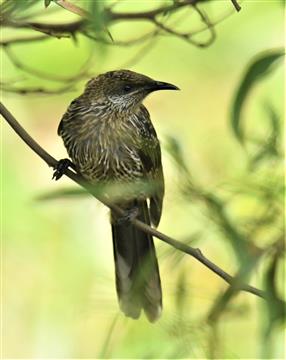 Little-Wattlebird-18-01-2021-LT1_7078 (2)