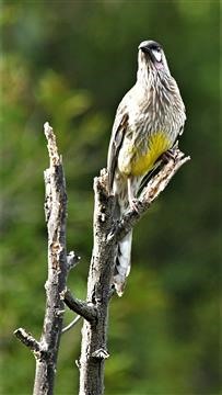 Red-Wattlebird-27-07-2021-LT1_9186 (2)