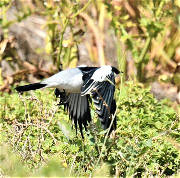 White-winged-Triller-06-11-2019-LT1_2803 (2)