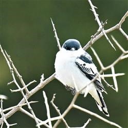 White-winged-Triller-07-10-2019-LT1_2269 (2)