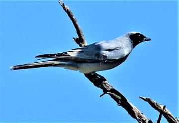 Black-faced-Cuckoo-shrike-03-10-2020-LT1_6053 (3)