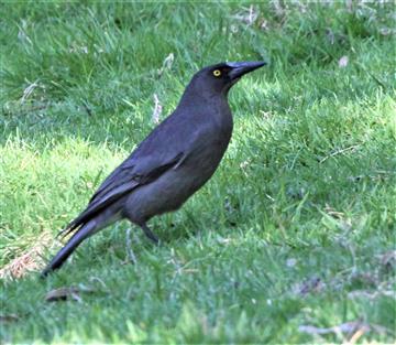 Grey-Currawong-17-09-2018-Foster(2)