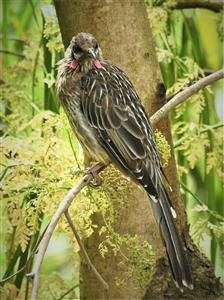 Red-Wattlebird-18-01-2021-LT1_6068 (2)