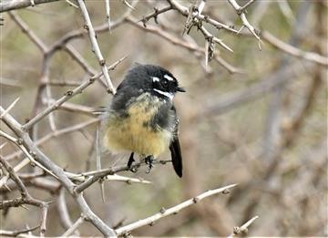 Grey-Fantail-29-03-2021-LT1_7728 (2)