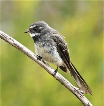 Grey-Fantail-18-01-2021-LT1_7080 (2)