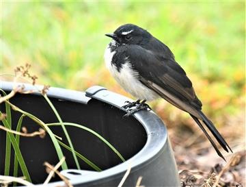 Willie-Wagtail-10-03-2021-LT1_7612 (2)