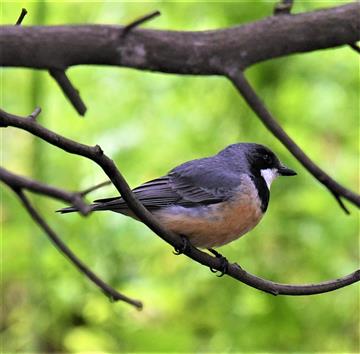 Rufous-Whistler-28-09-2021-LT1_9929