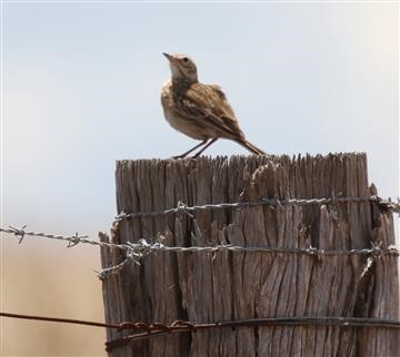 Australian-Pipit-23-11-2017-Glenmore Bacchus Marsh