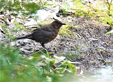 Common-Blackbird-(Juv)-11-12-2021-JT1_0926 (2)