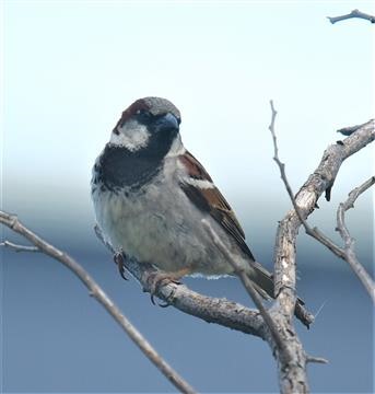 House-Sparrow-(M)-27-11-2021-LT1_0696 (2)