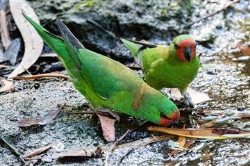 Little-Lorikeet-14-02-2022-Anthony -Sokol-7836-Toyota-Drain