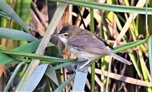 Australian-Reed-Warbler-14-02-2022-LT1_1506