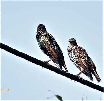 Common-Starling-21-03-2022-LT1_0247 (2)